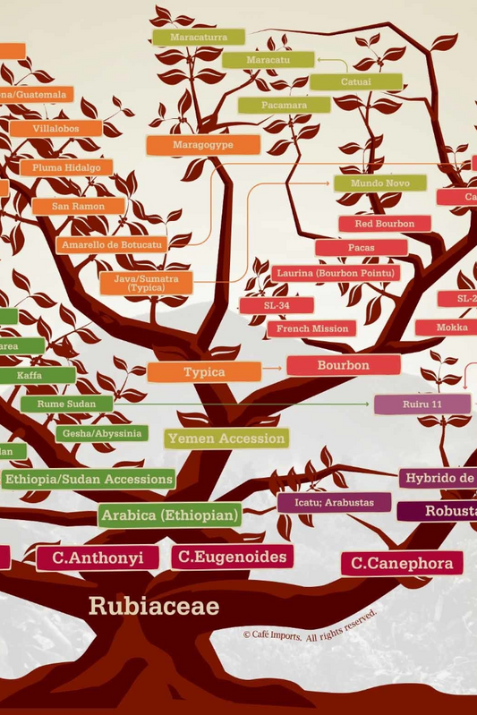 İçindekiler: %100 Nitelikli Kahve Çekirdeği