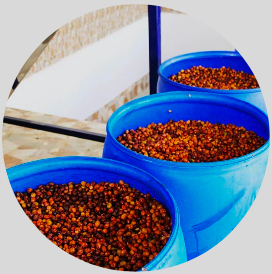 Kolombiya Elkin Guzman Naturra Strawberry - CoffeeNutz®