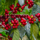 Kolombiya Elkin Guzman Strawberry Process - CoffeeNutz®