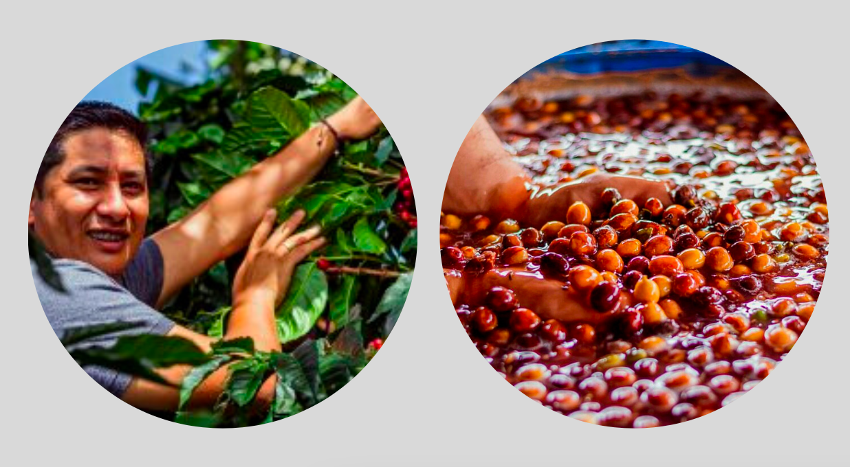 Kolombiya Rodrigo Sanchez Monteblanco Kahveleri - CoffeeNutz®