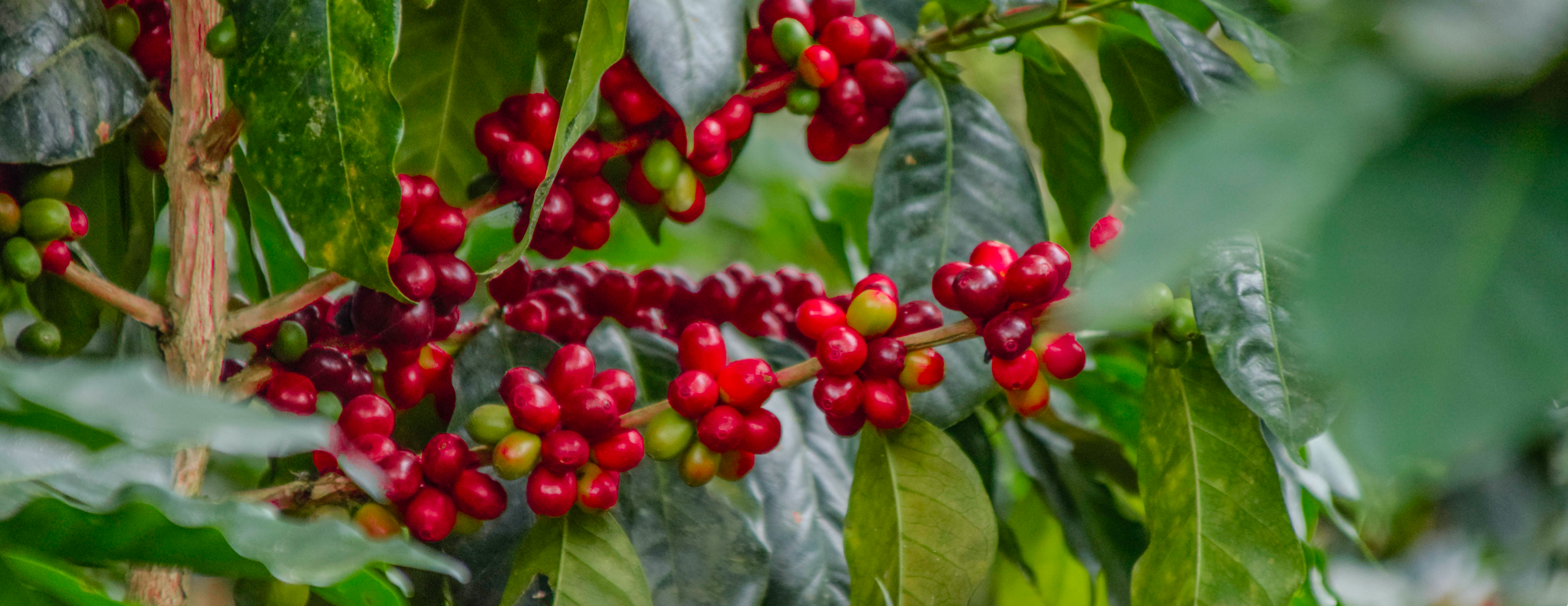 Kolombiya Monteblanco Karbonik Maserasyon - CoffeeNutz®