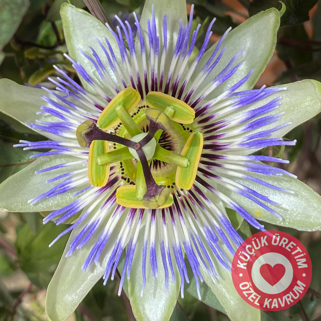 coffeenutz taze kavrulmuş etiyopya bochesa naturel anaerobik kahvesi