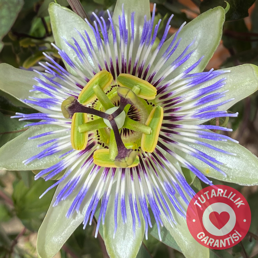 coffeenutz taze kavrulmuş etiyopya bochesa naturel anaerobik kahvesi