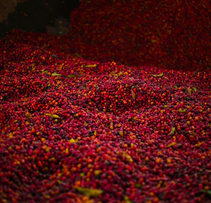 Bu akıllı uygulama ile kısa sürede en sevdiğin kahveyi buluyoruz...