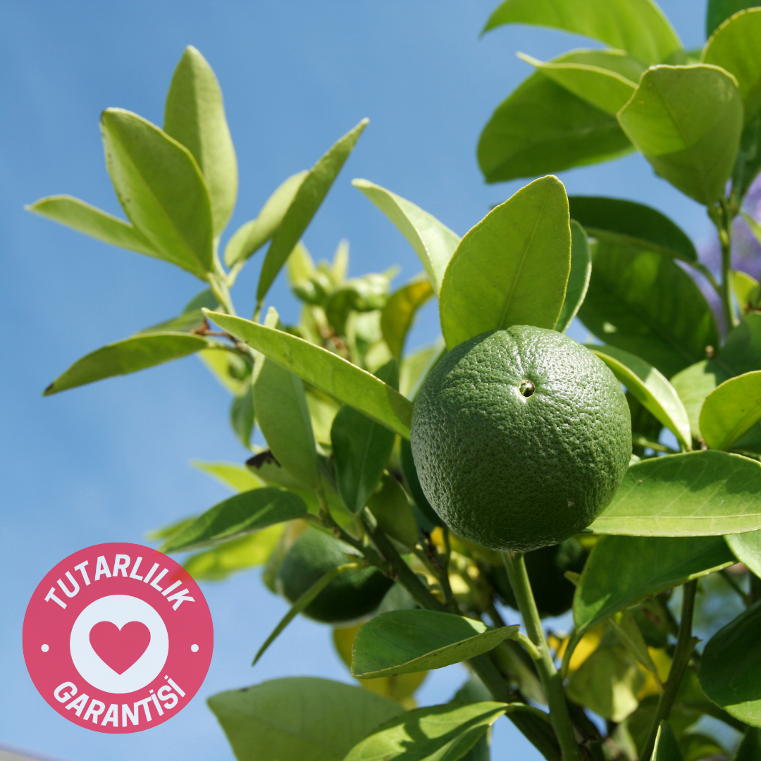 taze kavrulmuş coffeenutz etiyopya rumudamo yıkanmış anaerobik kahvesi