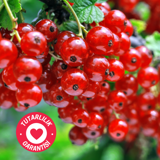 taze kavrulmuş coffeenutz kenya wanrich washed aa kahvesi