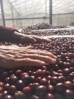 Çin KongQue Yıkanmış - CoffeeNutz®