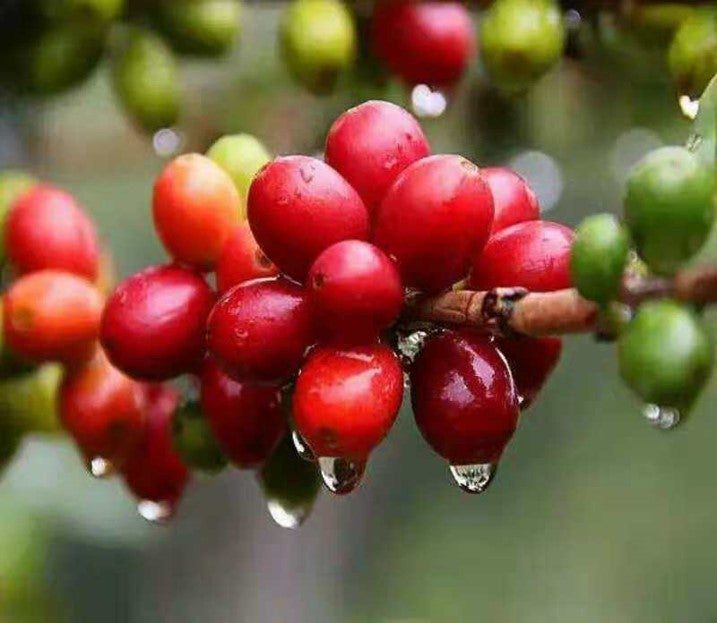 Çin KongQue Yıkanmış - CoffeeNutz®