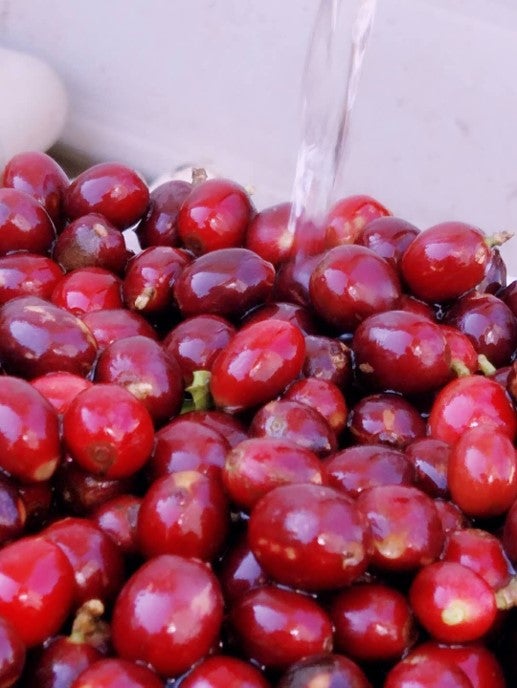 Çin KongQue Yıkanmış - CoffeeNutz®