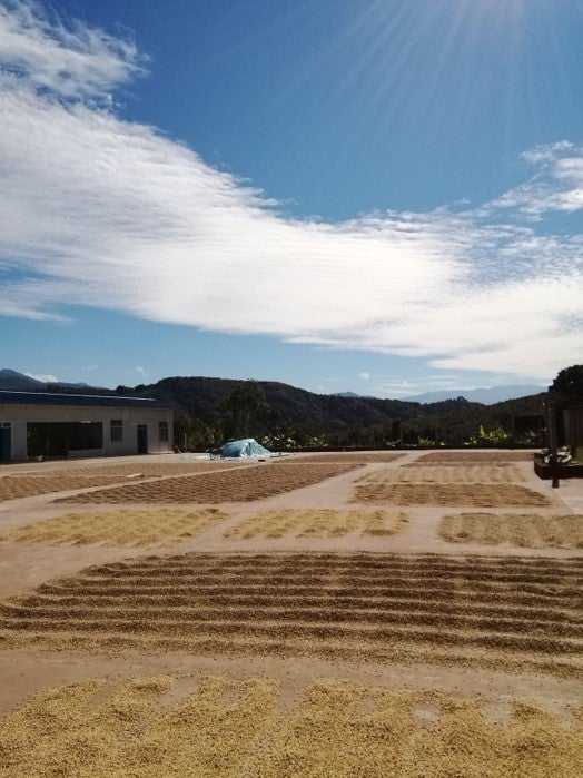 Çin KongQue Yıkanmış - CoffeeNutz®