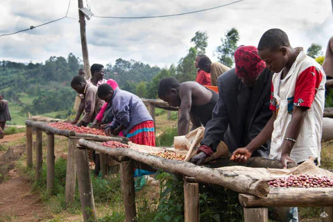 Burundi Kayanza Businde Station Natural - CoffeeNutz®