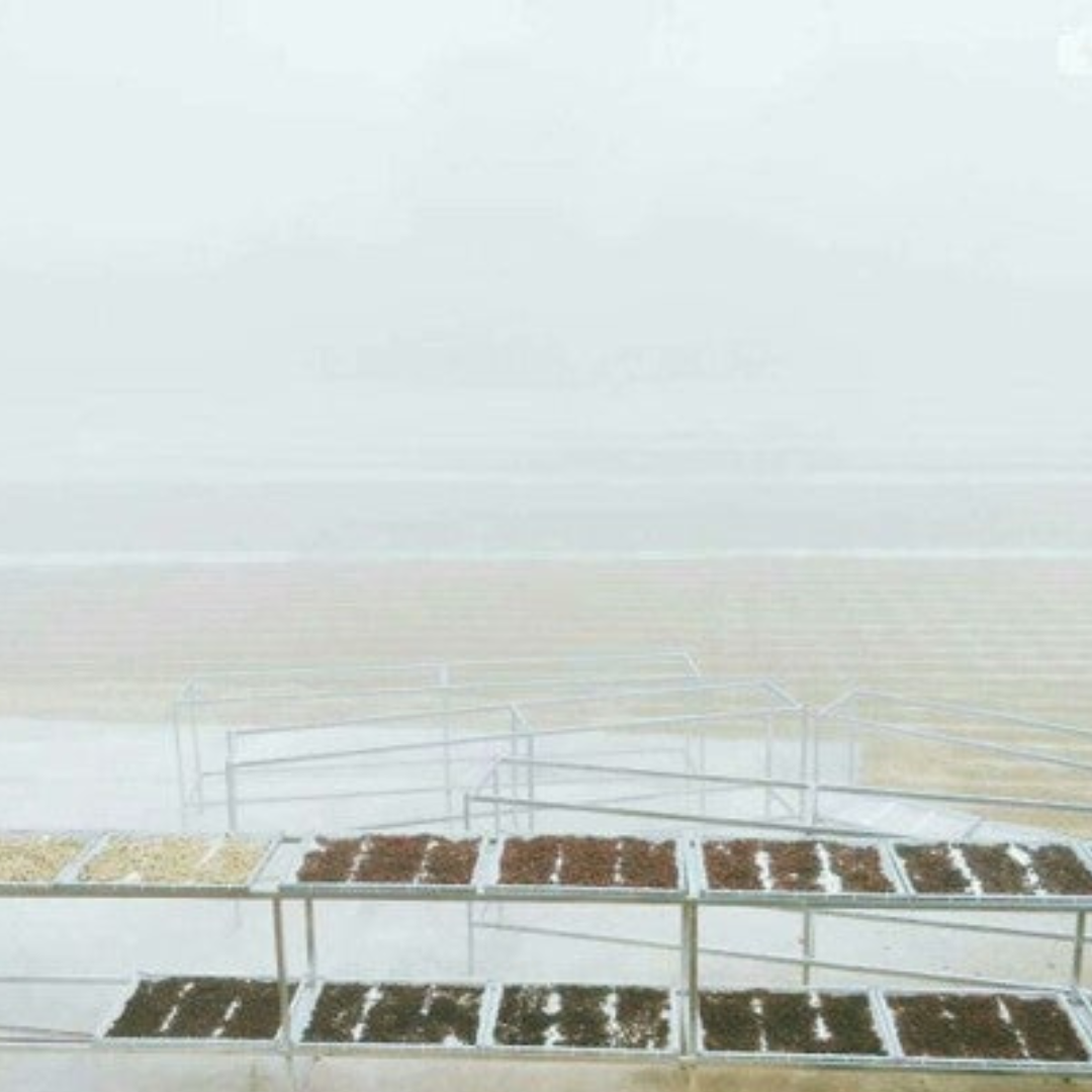 Çin Yunnan KonQue Yıkanmış - CoffeeNutz®