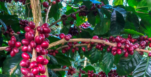 Guatemala Maragogype Washed - CoffeeNutz®