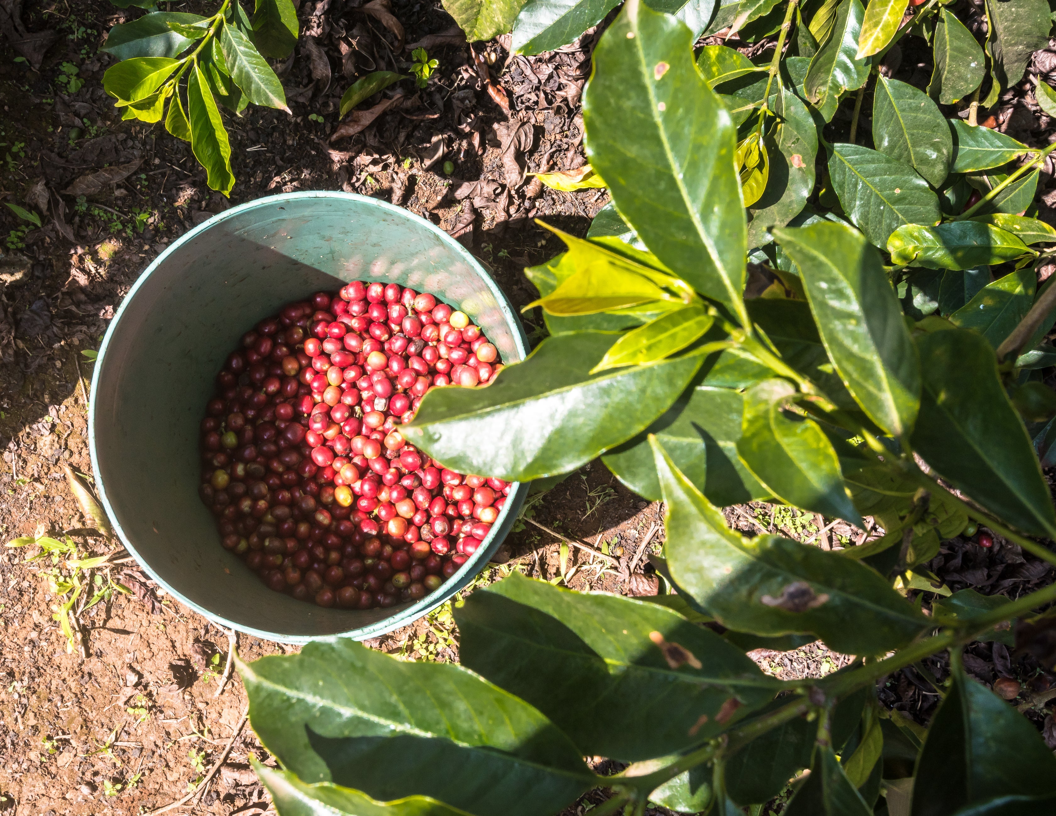 Kenya Kabingara Peaberry Washed - CoffeeNutz®