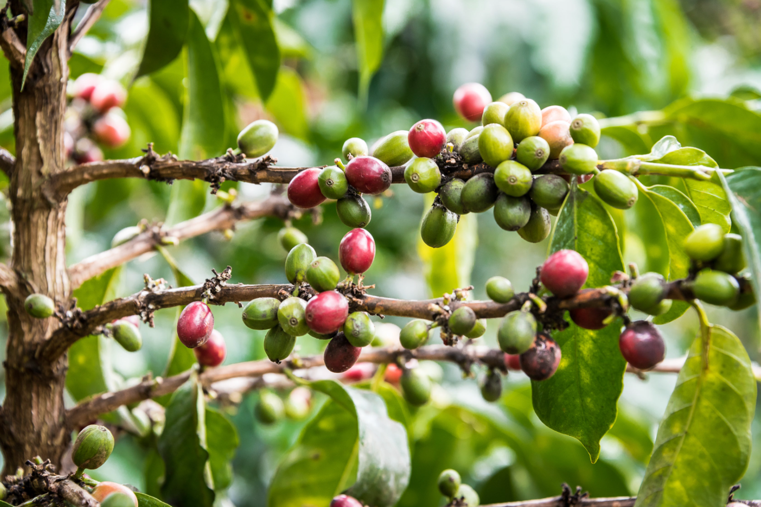 Kenya Rekika Coffee Cherries - CoffeeNutz®