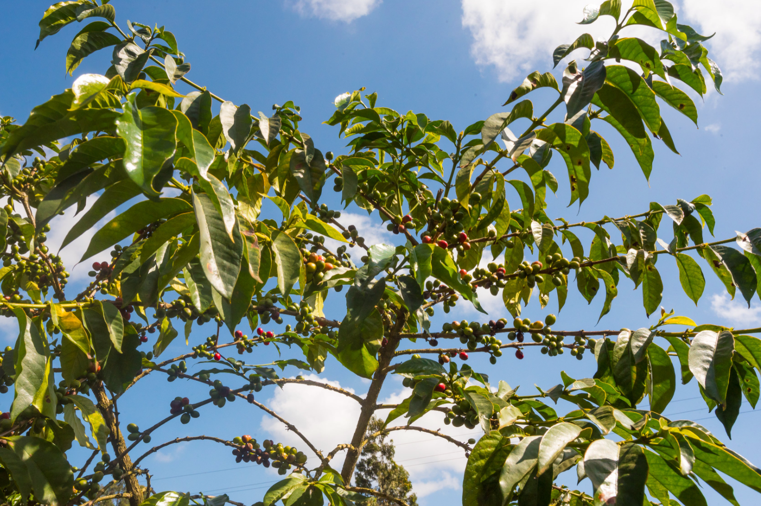 Kenya Rekika Coffee Trees - CoffeeNutz®