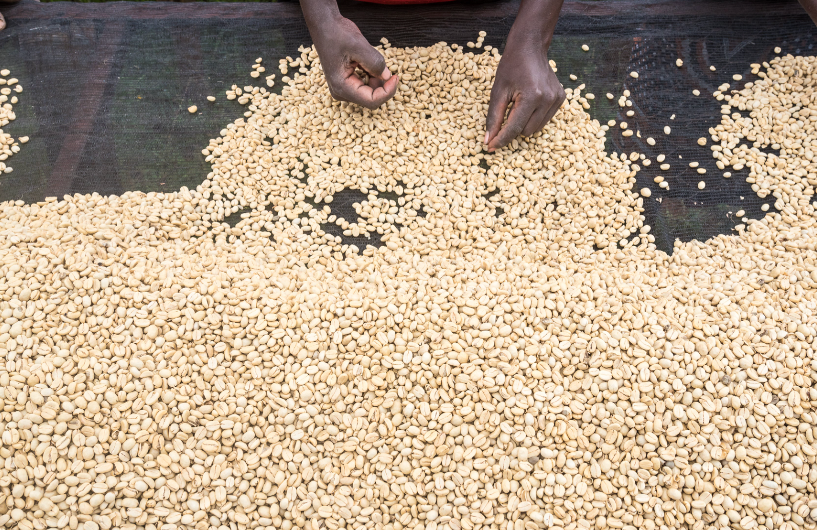 Kenya Rekika Pergomino - CoffeeNutz®