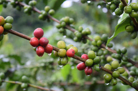 Kolombiya Geisha Fincamigos - CoffeeNutz®