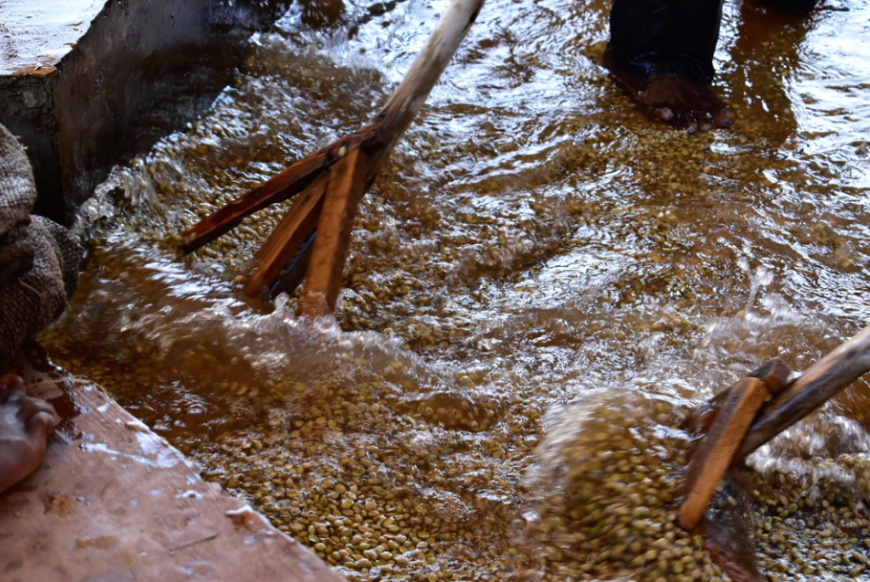 Etiyopya Uraga Yeast Process - CoffeeNutz®