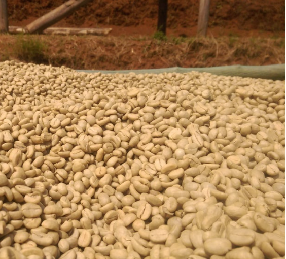 Etiyopya Uraga Yeast Process - CoffeeNutz®